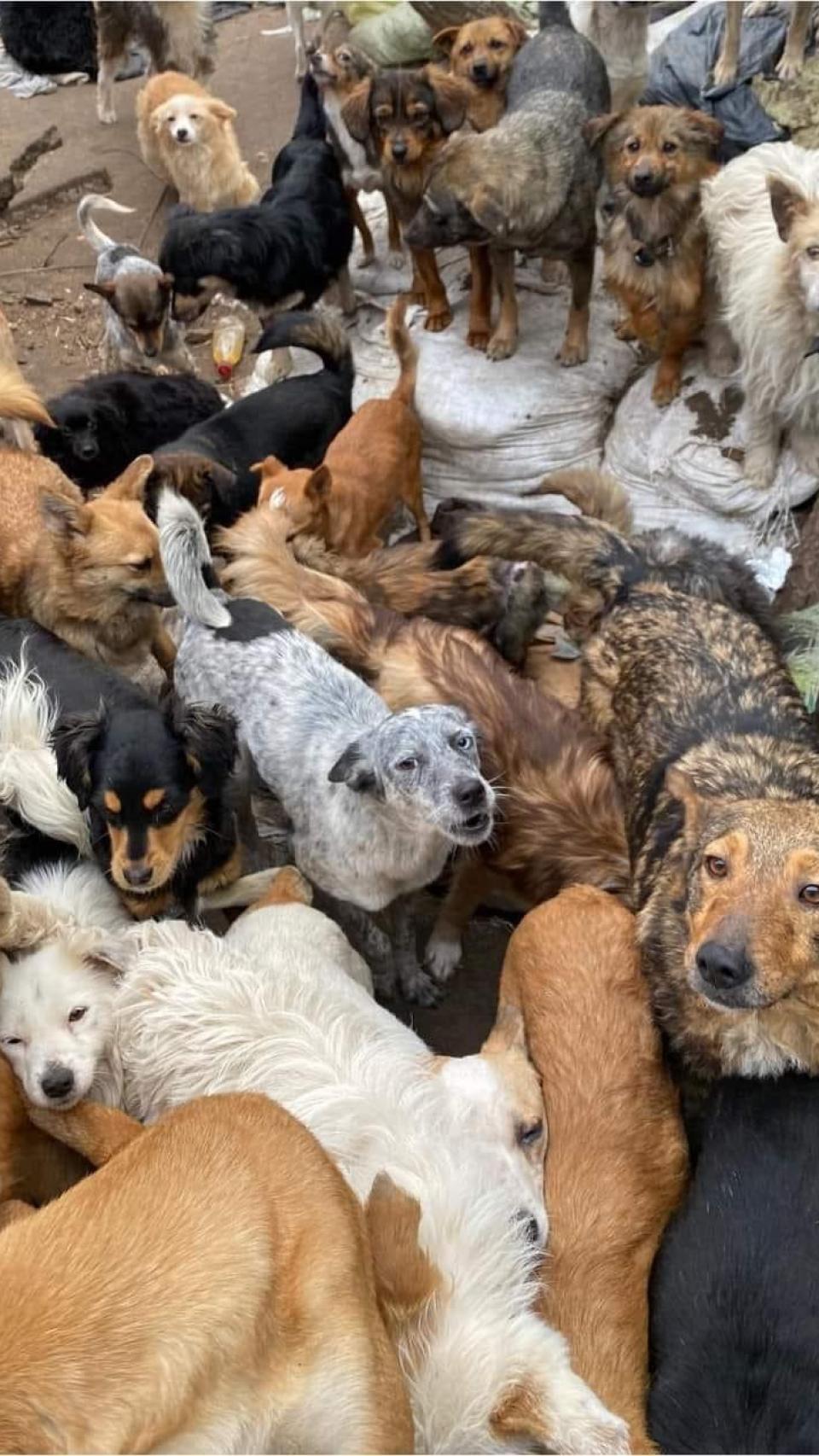 Angelina y el resto de las voluntarias han conseguido a duras penas hasta la fecha alimentar a 700 animales pese a trabajar en la zona de guerra.