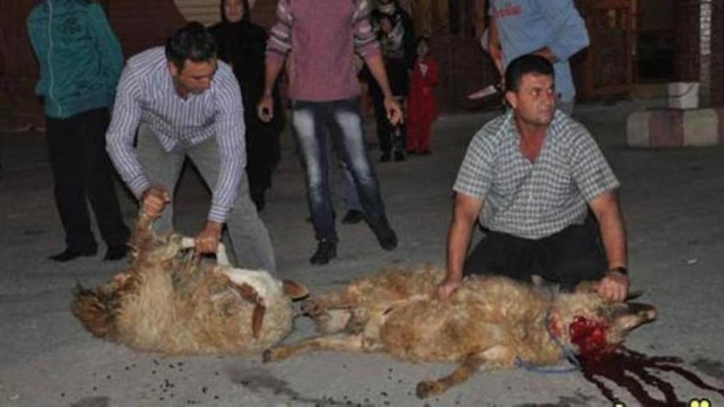 Corderos sacrificados para recibir al receptor tras la operación.