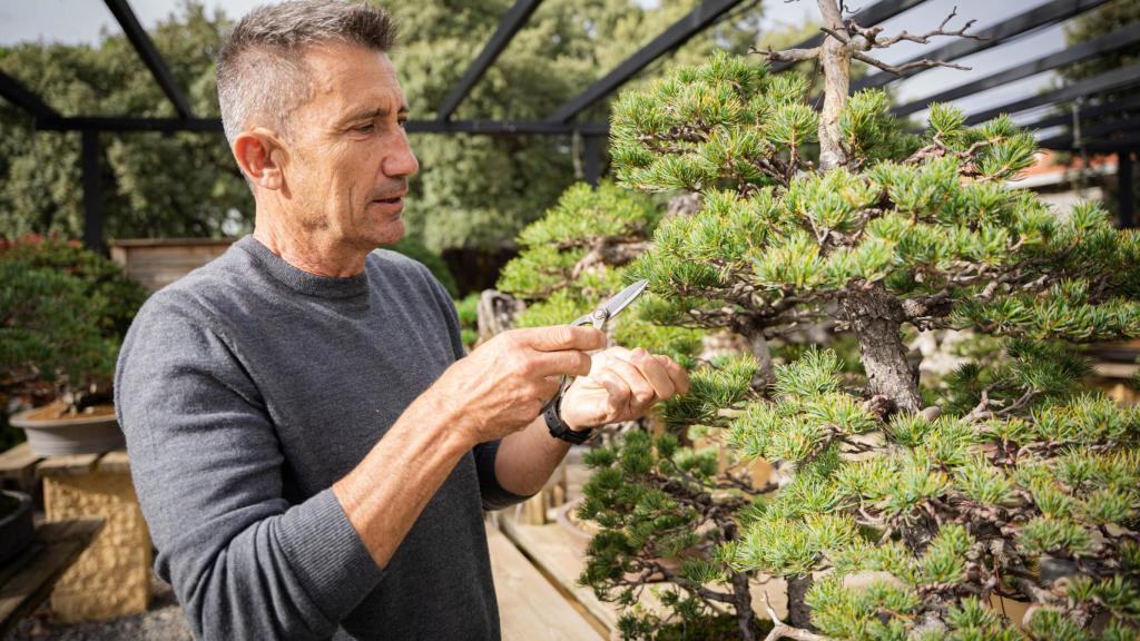 Carlos Martínez poda un bonsái en el estudio de David Benavente.