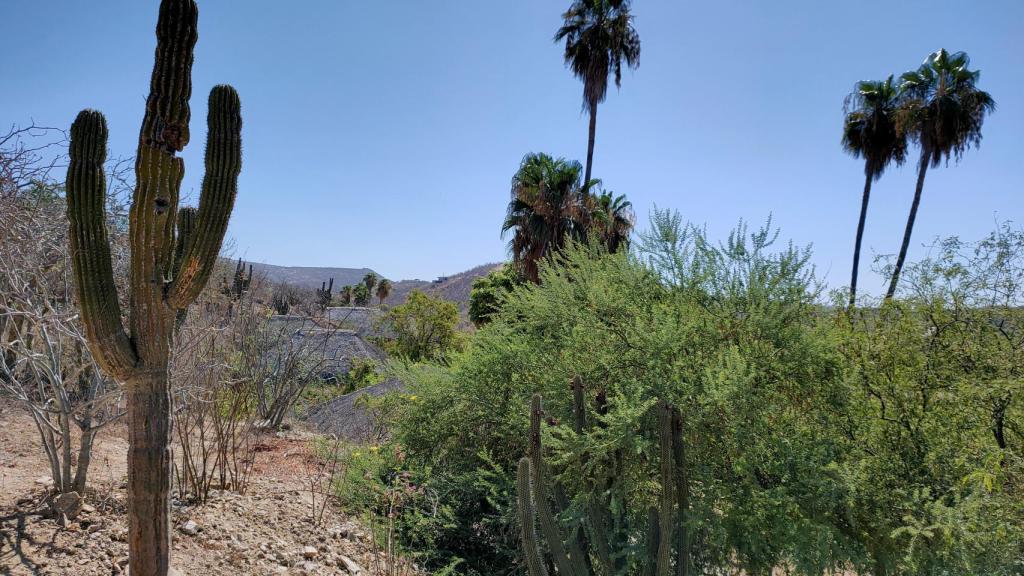 Desierto de la Baja California (México).