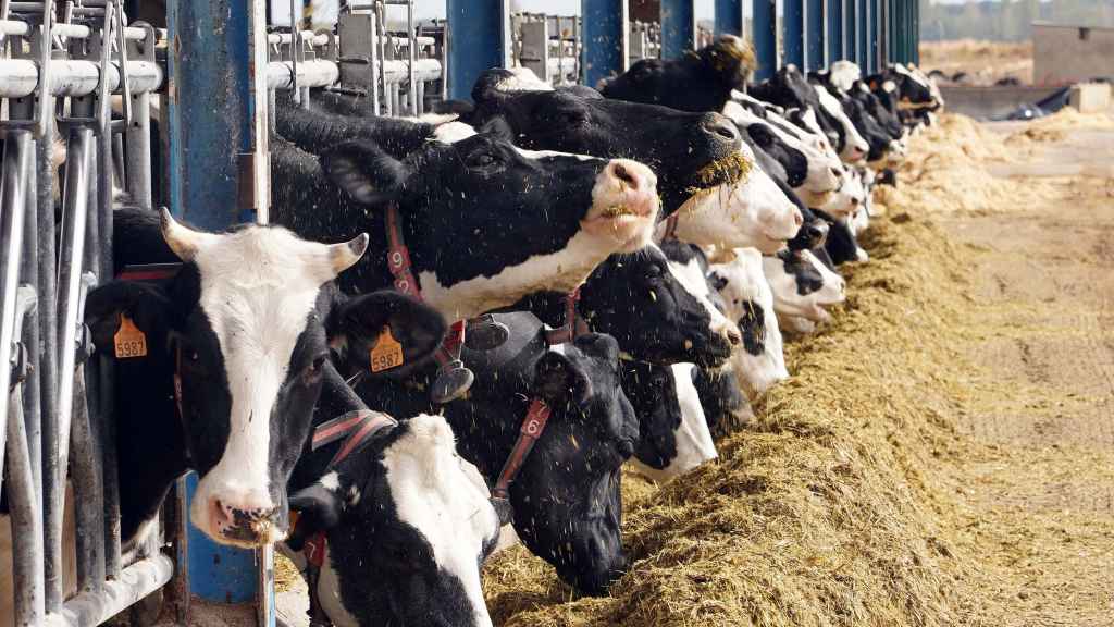 Imagen de archivo de una explotación ganadera.