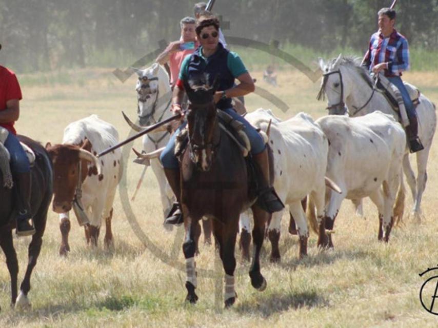 El ganadero con uno de sus caballos conduciendo bueyes