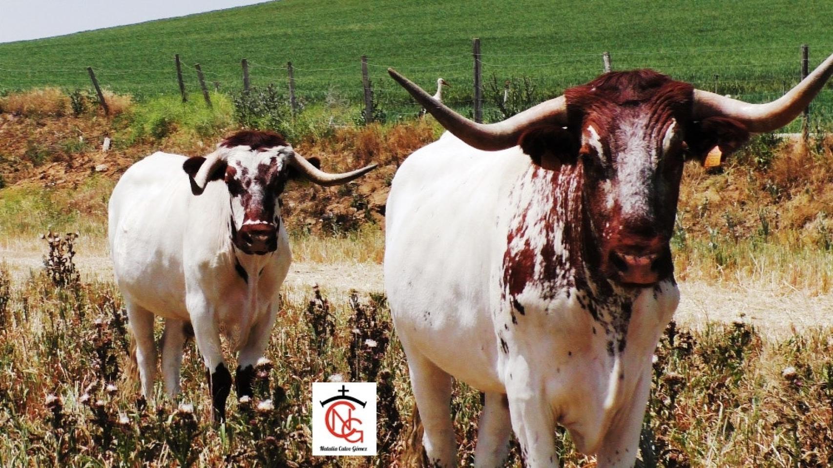 Nace una nueva ganadería de bravo en Alaejos
