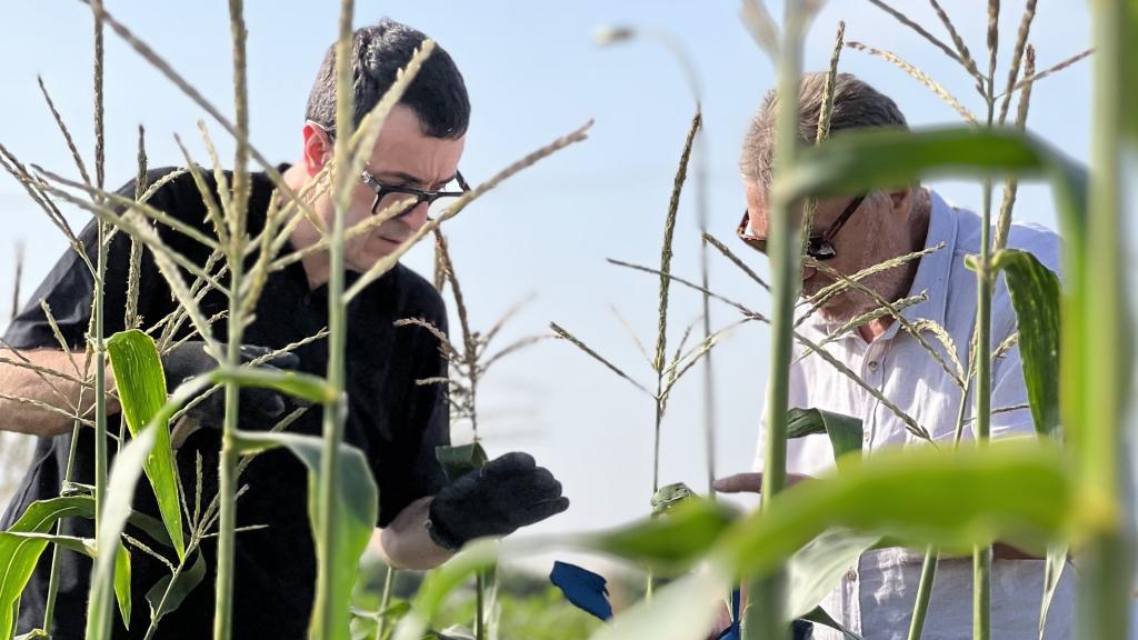 Ricard Camarena y Toni Misano recorren el huerto buscando huitlachoche