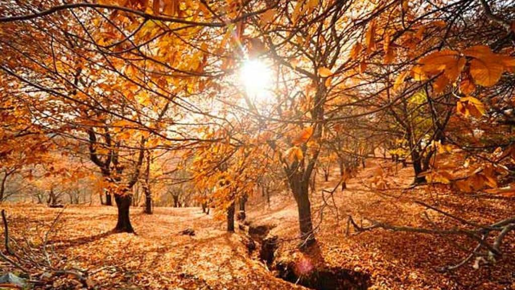 Otoño en el Bosque de Cobre, en Málaga.
