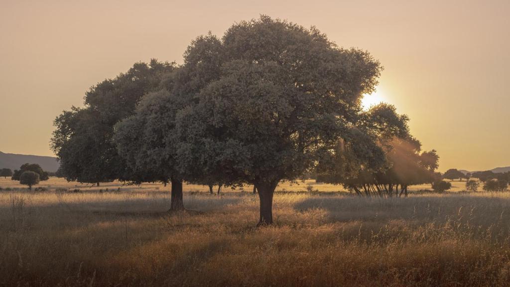 Parque nacional de Cabañeros.