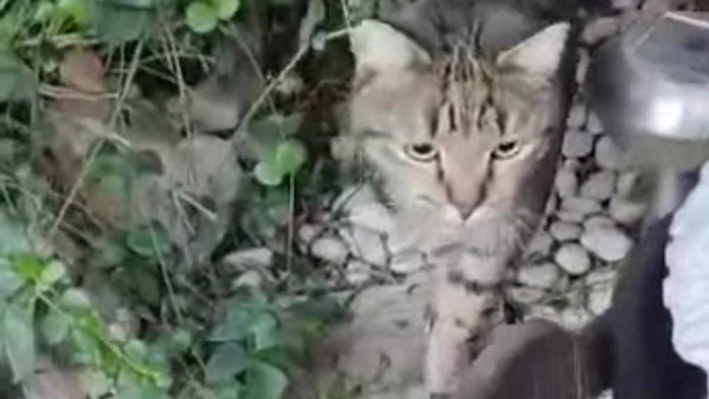 Gato localizado en Santovenia