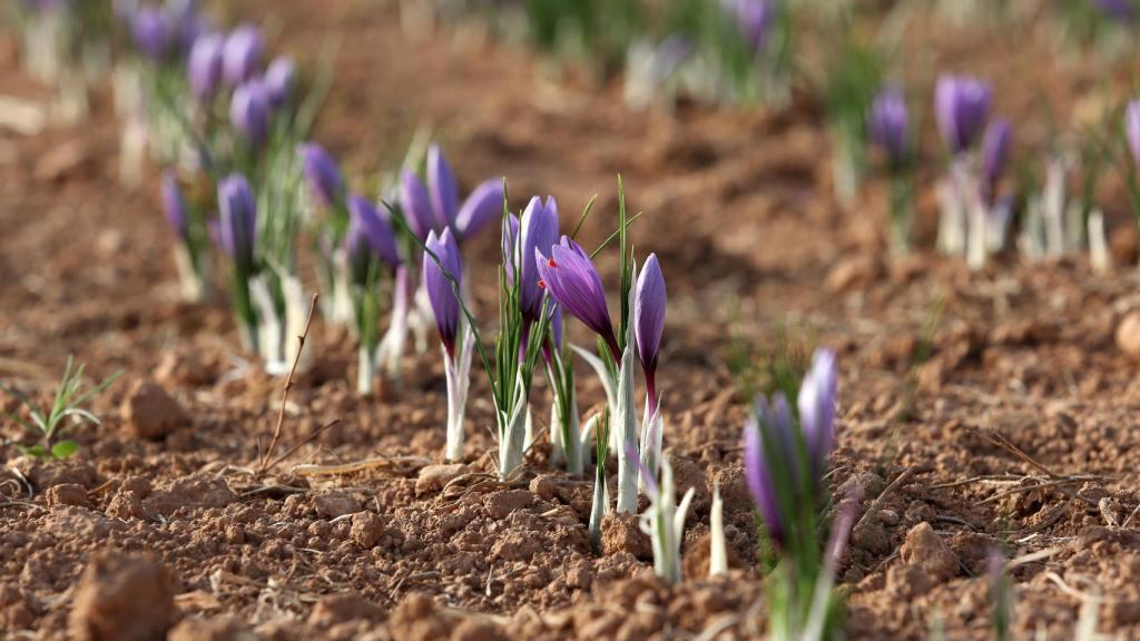 Campo de azafrán en Madridejos (Toledo).