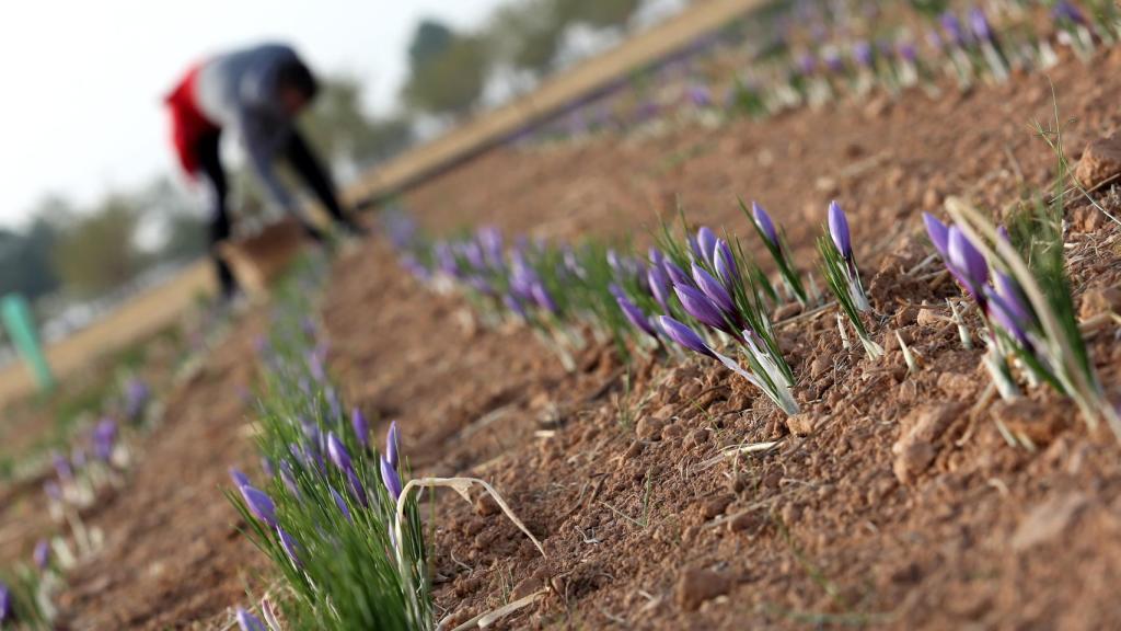 Recolección del azafrán.