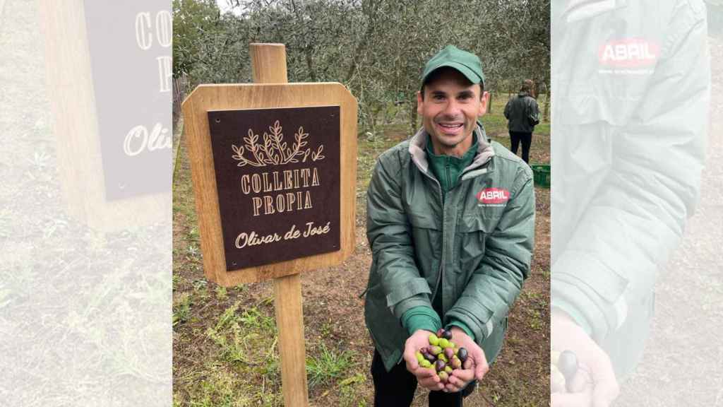 Colecta de aceituna de Aceites Abril.
