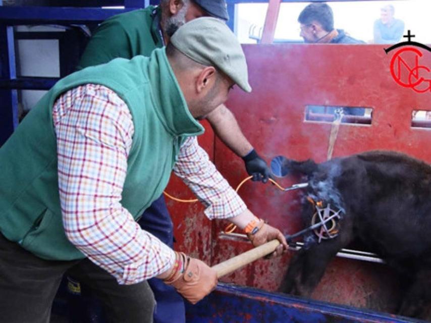 El ganadero en pleno herradero