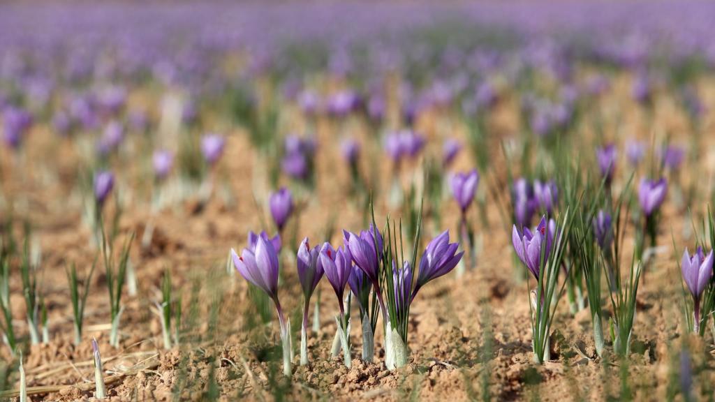 Campo de azafrán.
