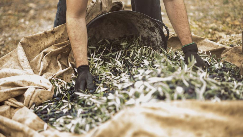 Imagen de archivo sobre un agricultor trabajando el campo.