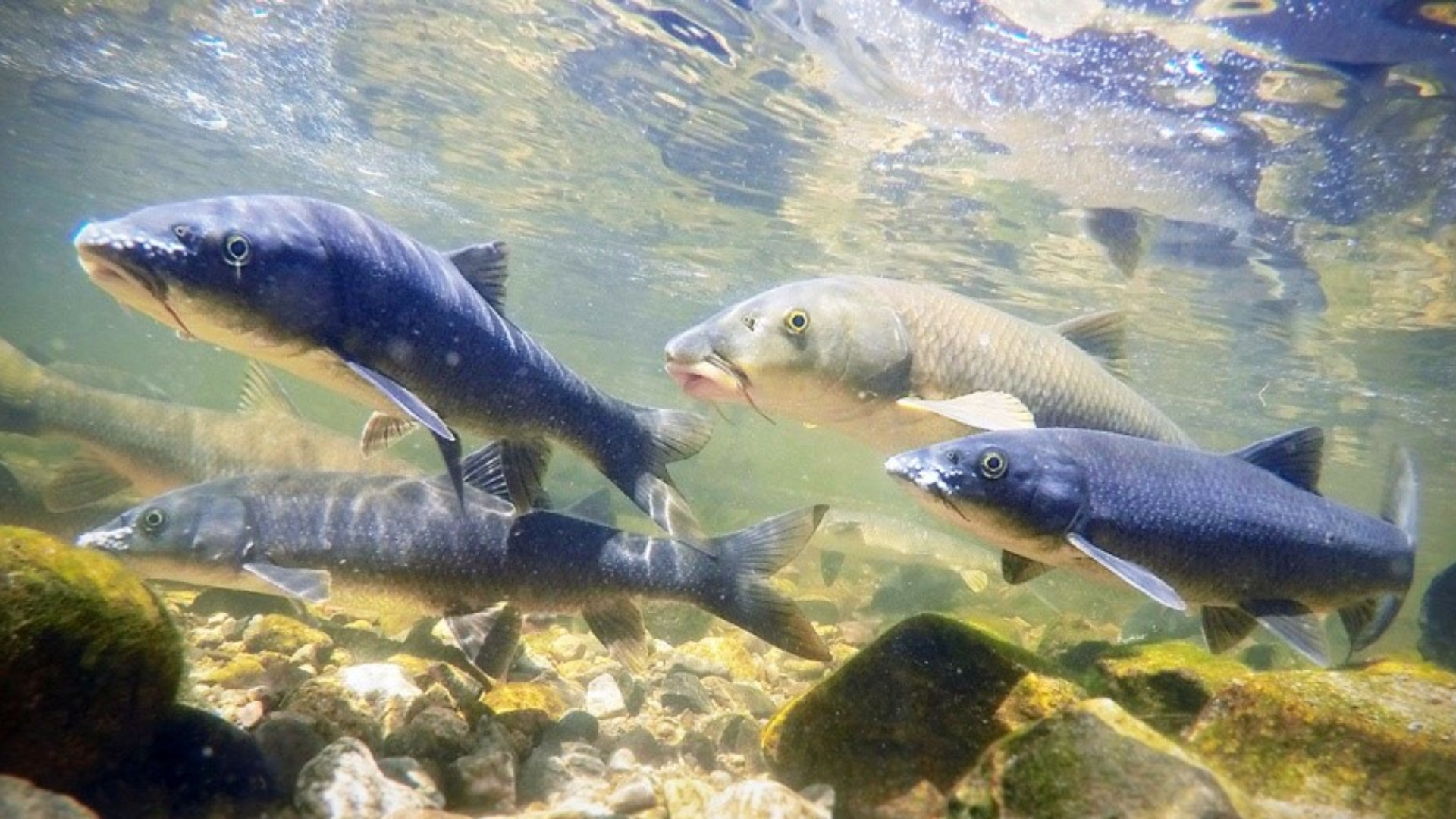 Fotograma de ‘Durienses: los endemismos del Duero‘. Imagen: Cedida
