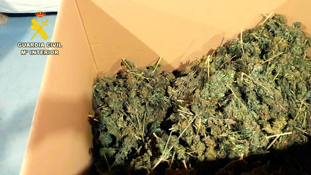 Los cogollos de marihuana se almacenaban en Valencia.