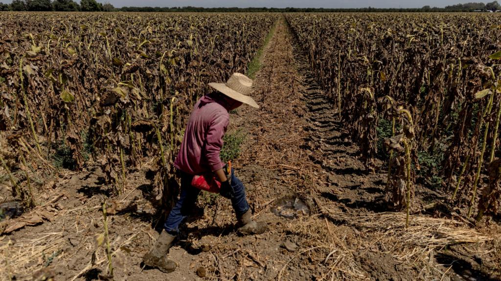 Un pequeño agricultor durante la sequía de este año en California.