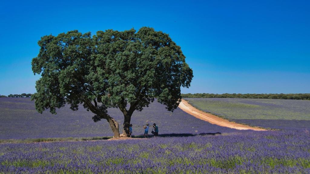 Campo de lavanda (Brihuega)