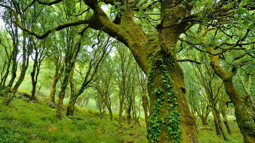 Sobreiras do Faro, Oia.