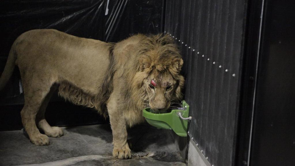 AAP Primadomus - León Pretzel