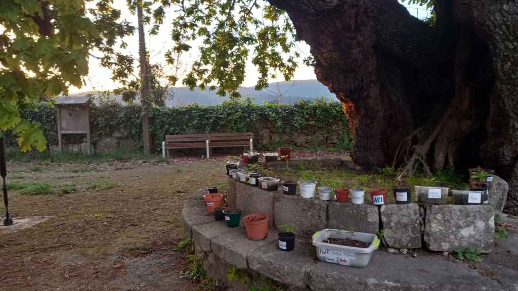 Carballo de Santa Margarida, en Pontevedra.