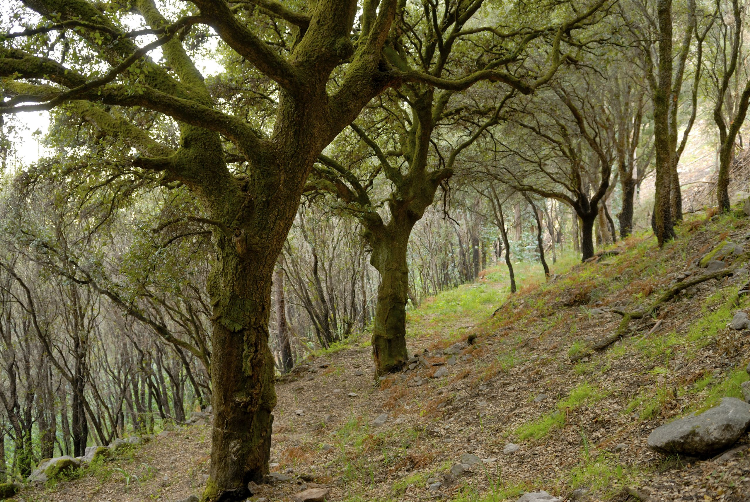 Sobreiras do Faro, Oia. Foto: Concello de Oia