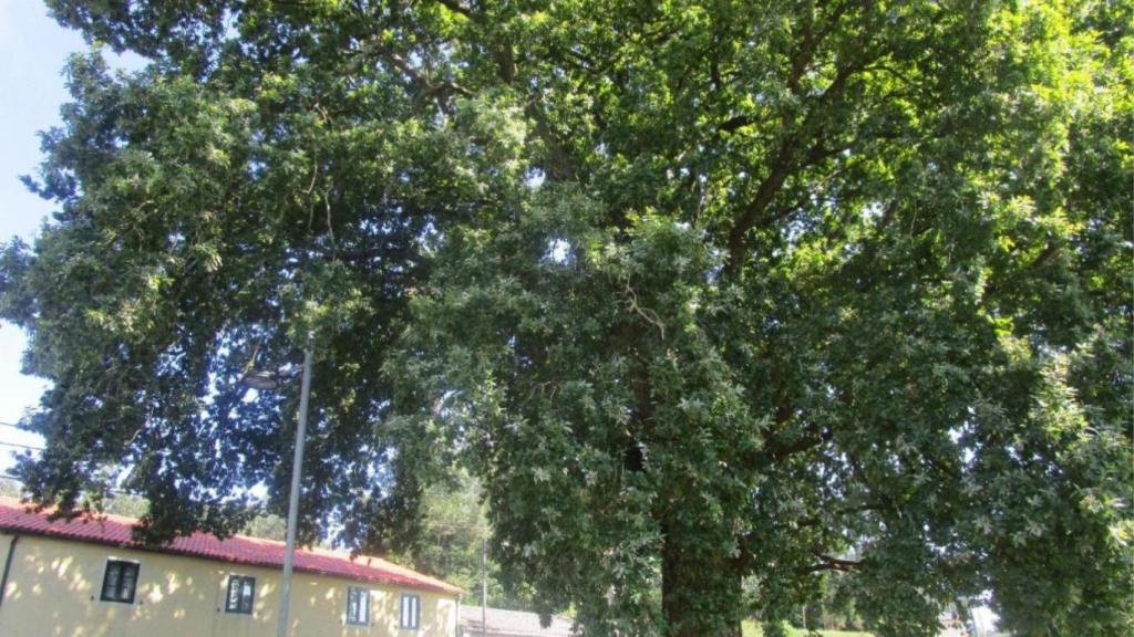 Carballo Gregorio, candidato a Árbol de España 2022