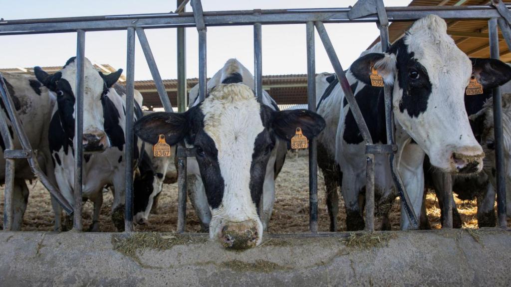 Imagen de archivo de ganadería intensiva.
