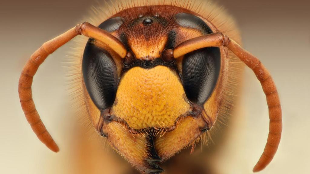 Primer plano de una careza de avispa.