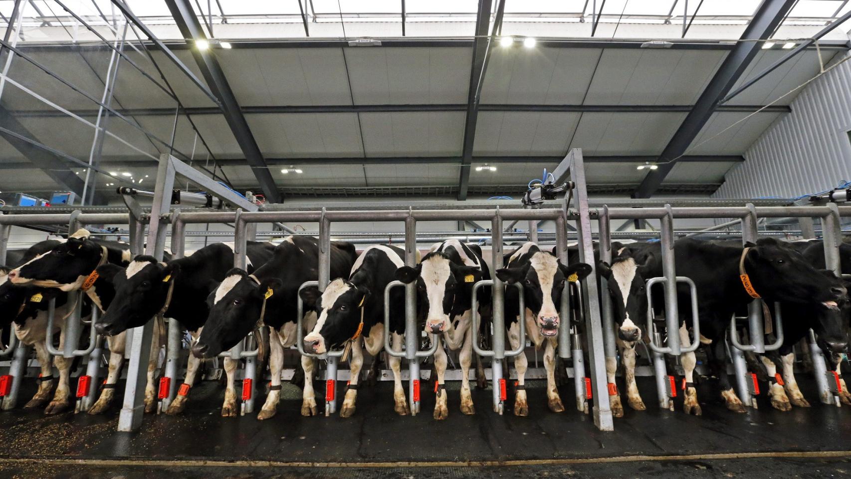 Imagen de archivo de multitud de vacas en una macrogranja.