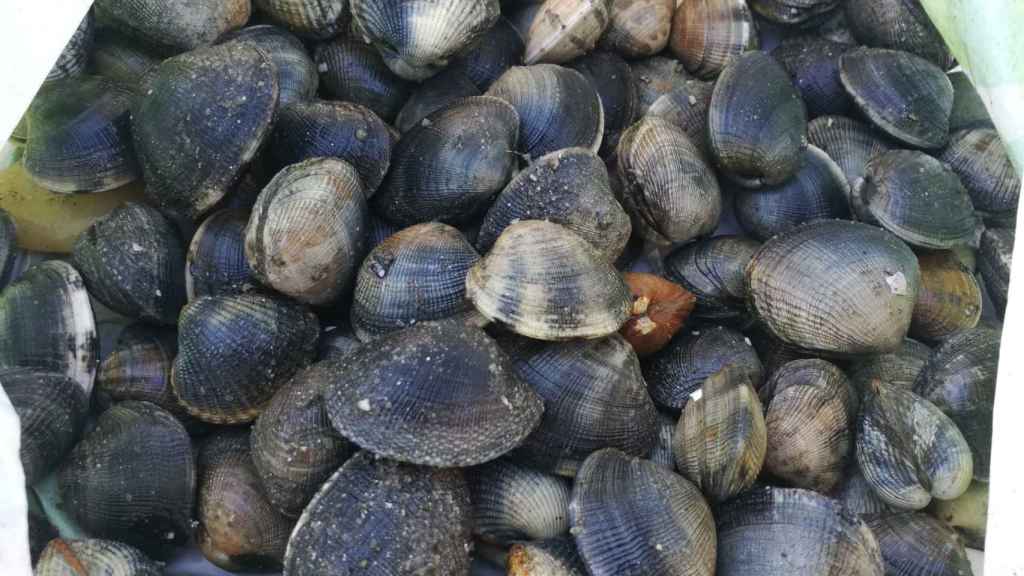 Almejas incautadas en la playa de A Punta.