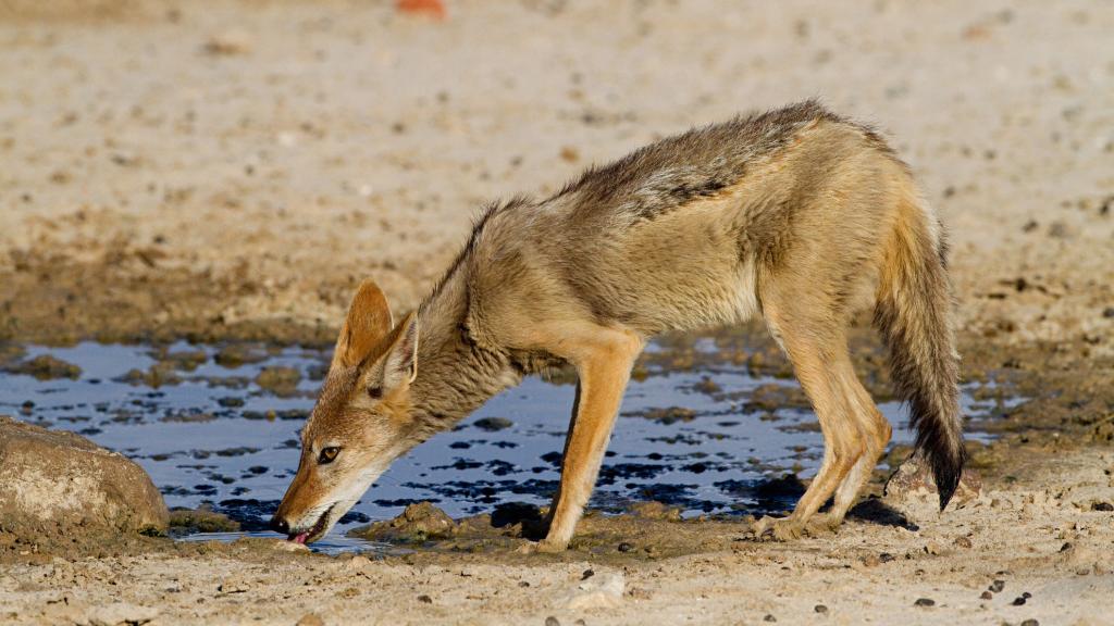 Un lobo bebiendo agua de una pequeña charca.