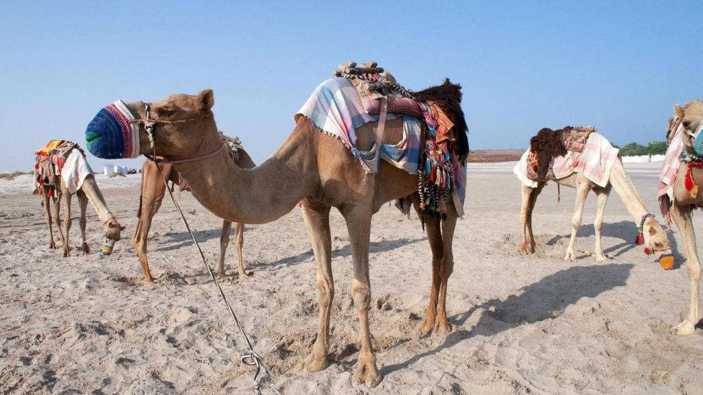 Algunos paisajes de Catar.