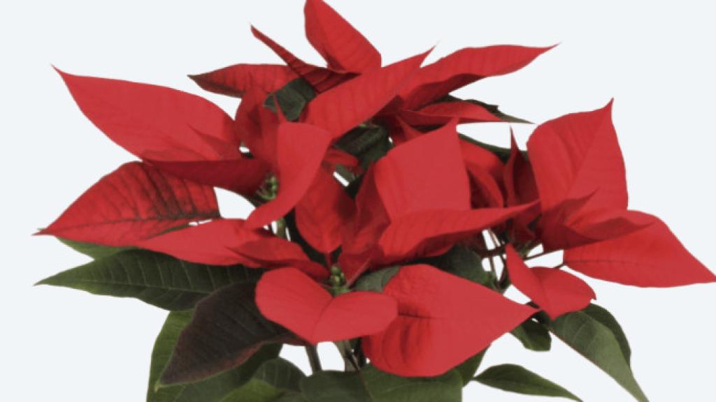 Flor de Pascua de Aldi