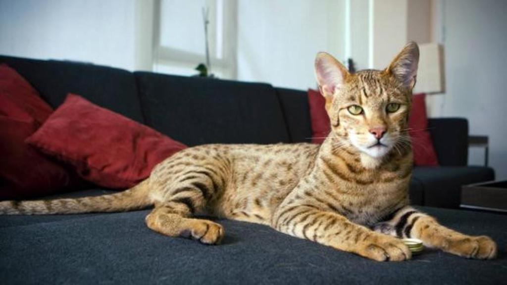 El gato más caro del mundo: cuesta más que un coche