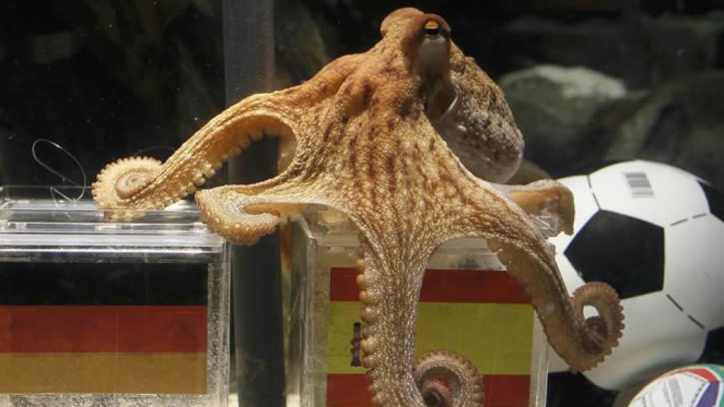 El Pulpo Paul durante uno de sus pronósticos en el Mundial de 2010.