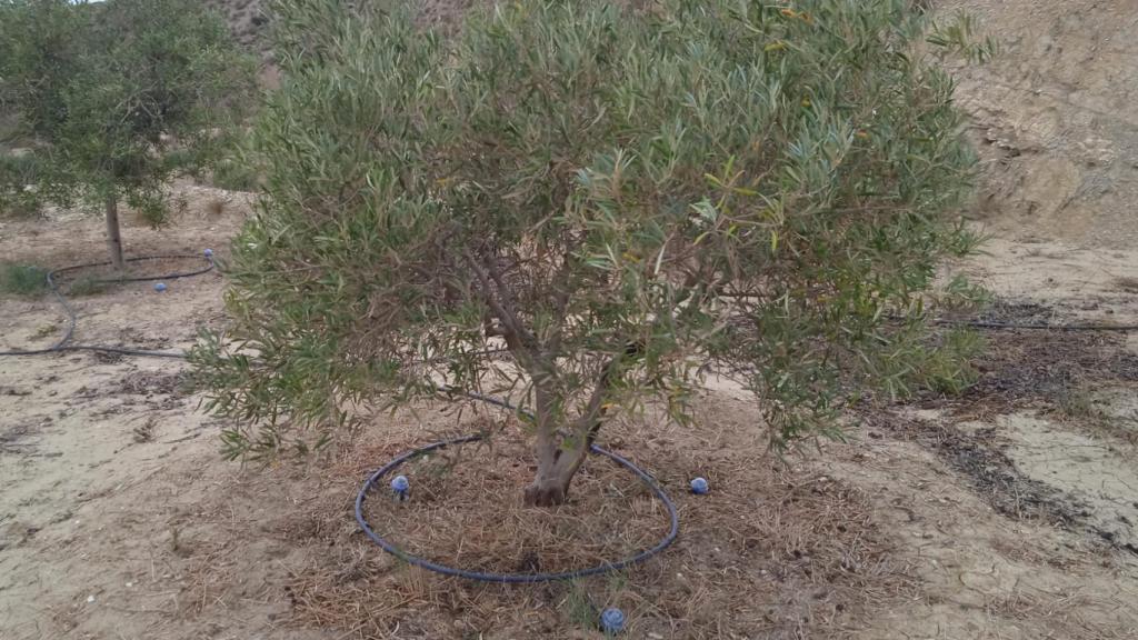 Instalación de DeepDrop en un olivar
