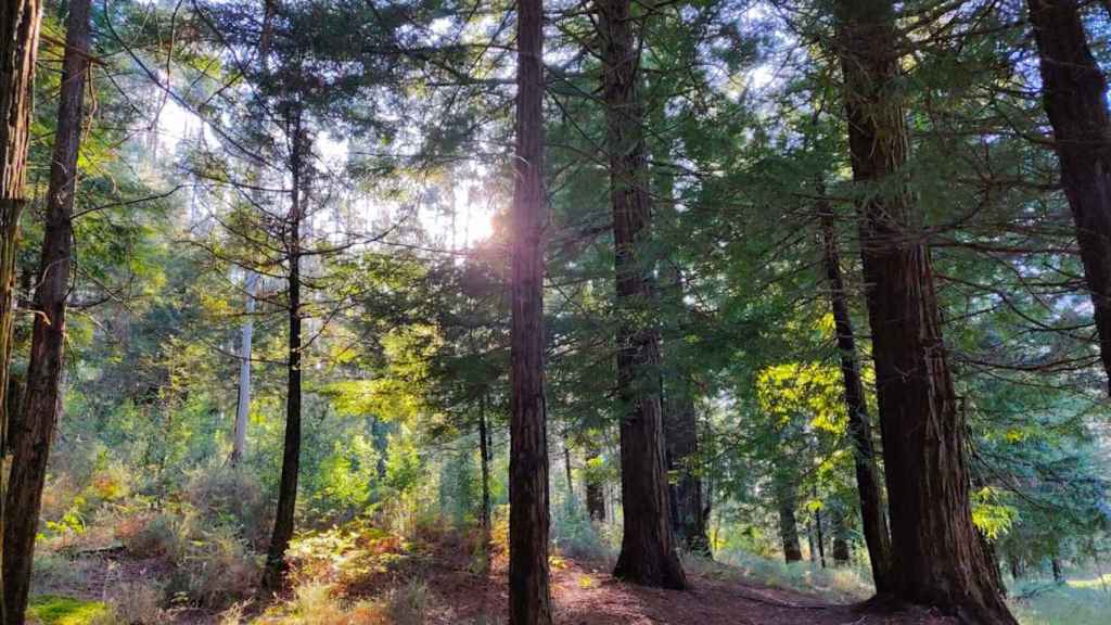 Bosque de secuoyas de Ponte Caldelas.
