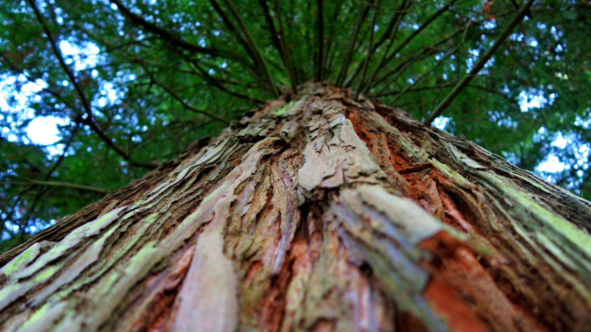 Corteza de una secuoya del bosque de Buchabade. Foto: Turismo Ponte Caldelas