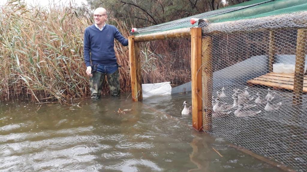 Los patos, siendo soltados.