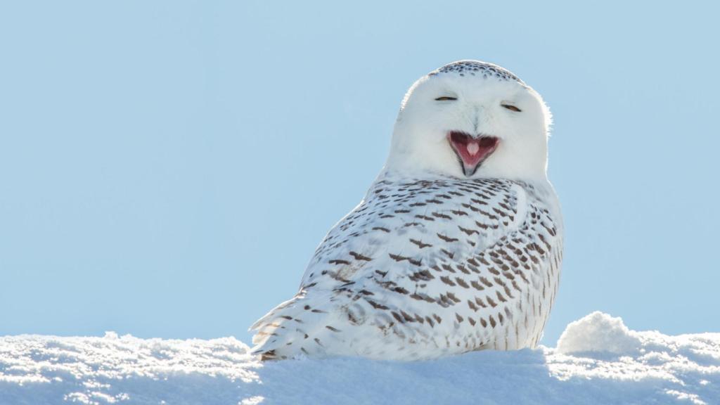 Imagen de archivo de un búho nival.
