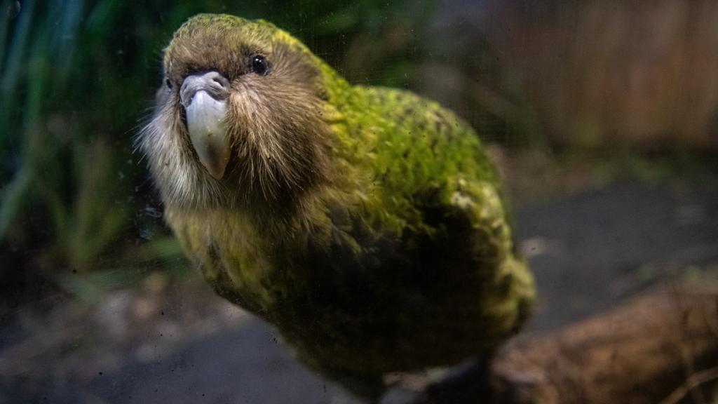 Un kakapo o loro búho.