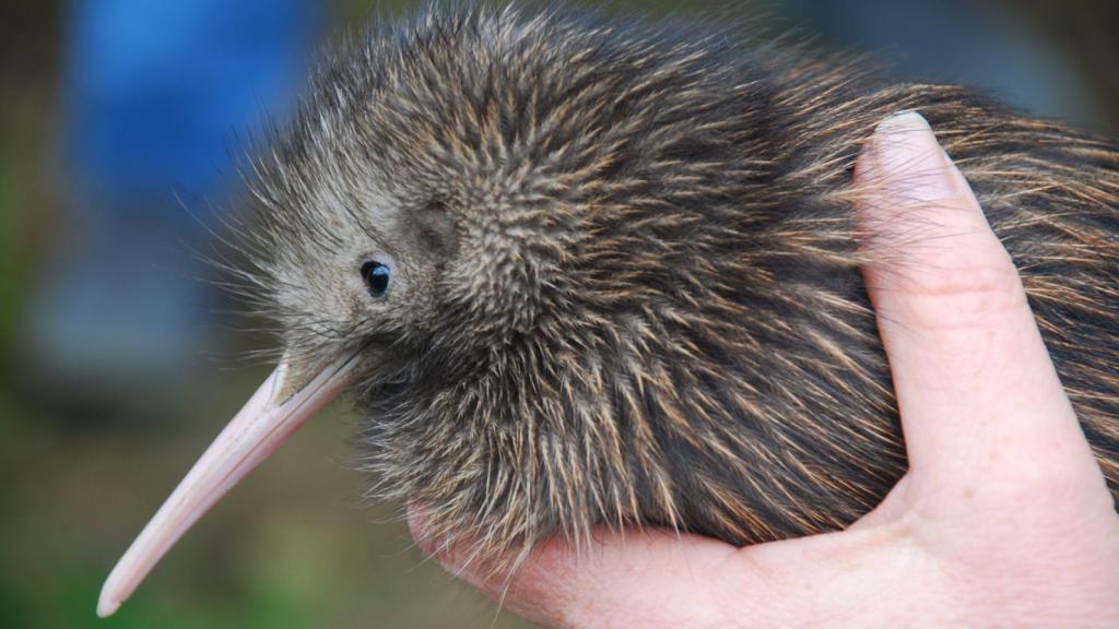 Imagen de archivo de un kiwi.