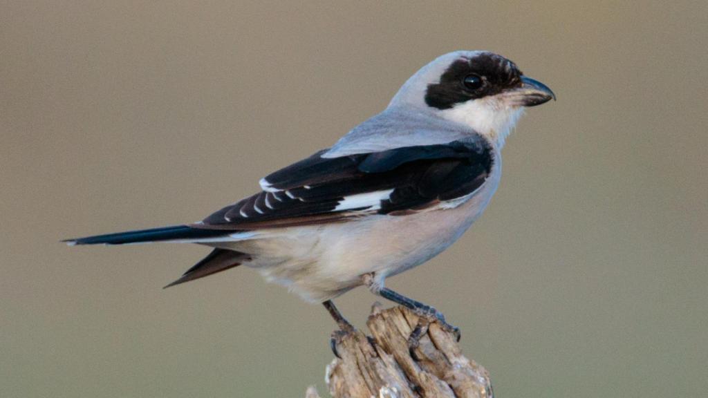 Un alcaudón chico o Lanius minor.