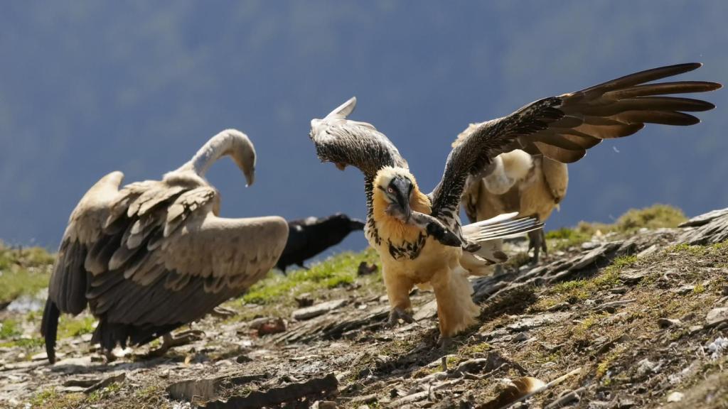Foto de archivo de dos quebrantahuesos.