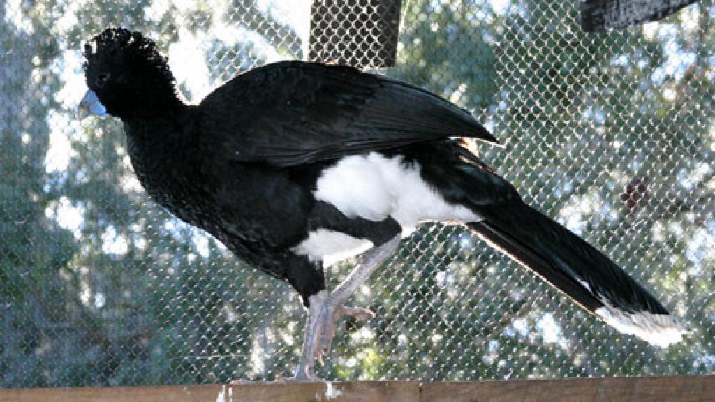 Imagen de archivo de un paujil de pico azul en un zoo de Estados Unidos.