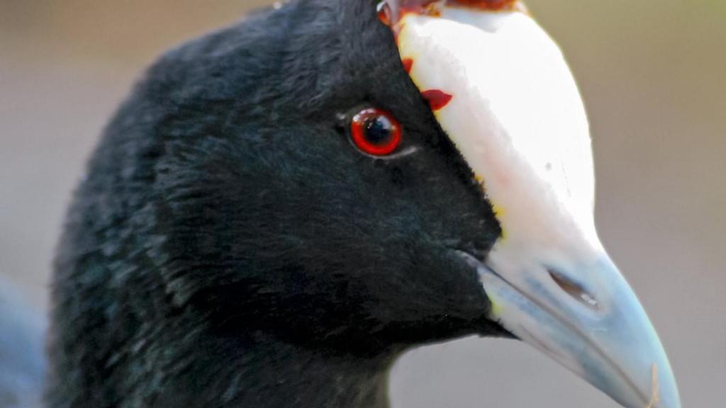 Primer plano de una focha moruna.