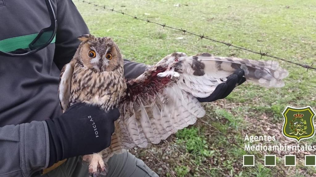 Imagen del rescate de un búho chico en un pueblo de Salamanca
