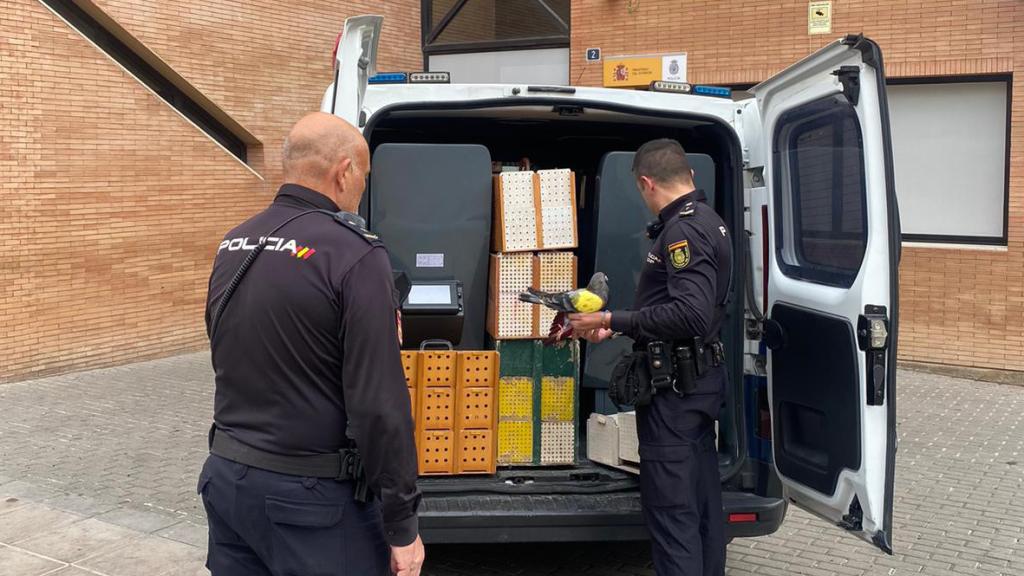 Palomor recuperados ñpor la Policía Nacional.