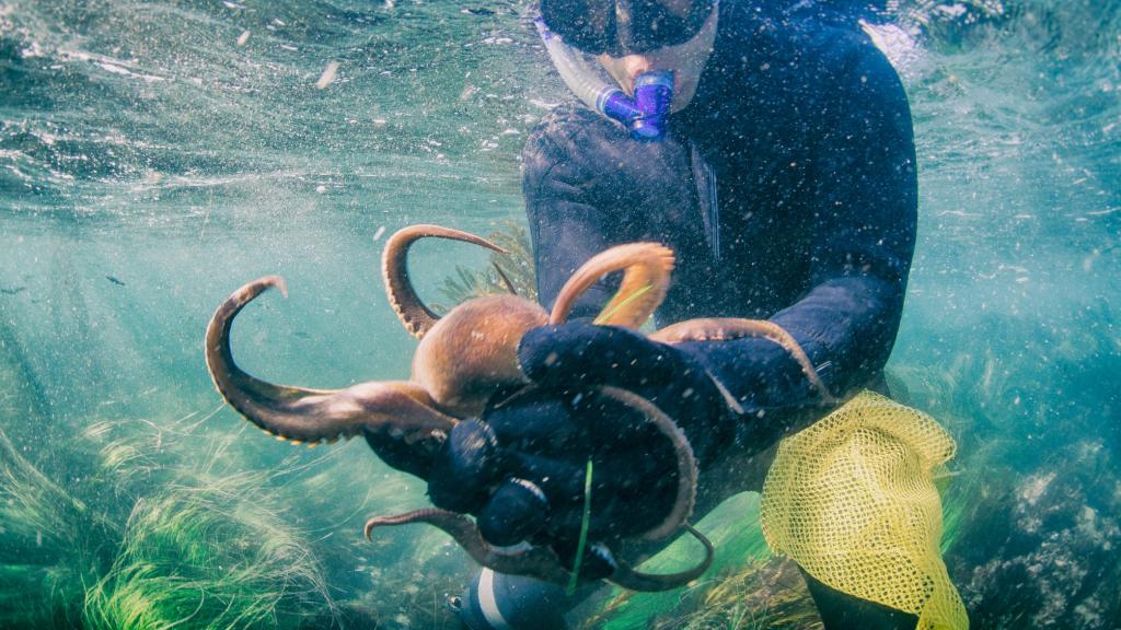 Imagen de archivo de un buzo cogiendo un pulpo.