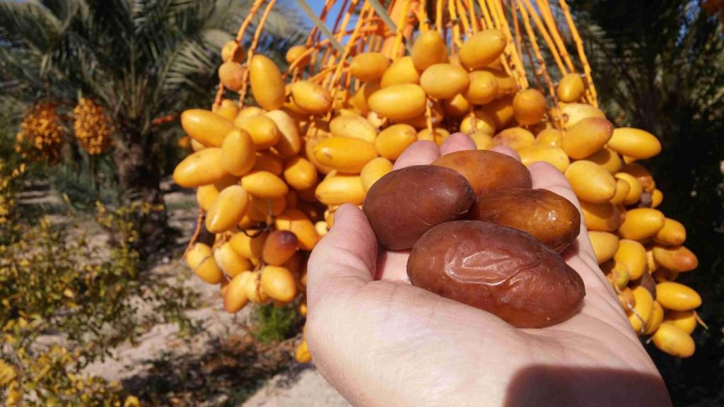 Dátiles de Elche.